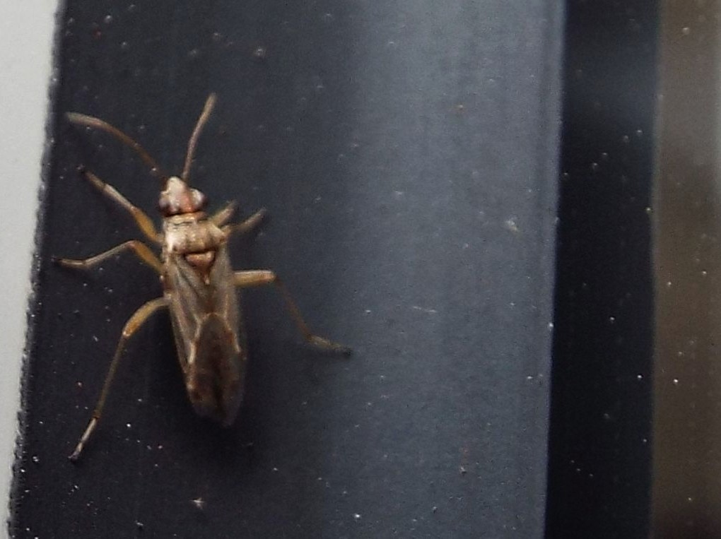 Eterottero australiano: Nysius sp. (Lygaeidae)